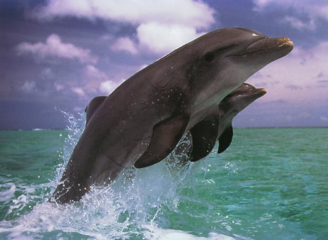 Bottlenose_Dolphins_Leaping